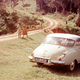 Image for article titled This Guy Raced A Tiny Two-Stroke DKW Surrounded By Lions In Africa